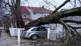 Alberi a rischio caduta cosa fare