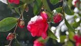 Camelia invernale