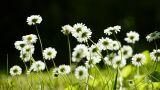 Bellis perennis coltivazione e cure