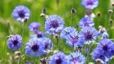 Fiordaliso, consigli per la coltivazione e cura
