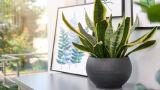 Sansevieria coltivazione e cura