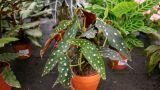 Begonia maculata come prendersene cura