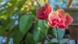 Firenze Flower Show, torna la mostra mercato di piante rare