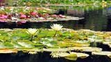 Le migliori piante acquatiche per lo stagno in giardino