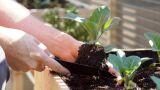 Le migliori piante sempreverdi per il balcone