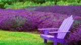 Lavanda: i segreti per sua la coltivazione