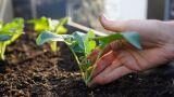 Come seminare le cime di rapa, tutti i consigli