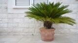 Cycas: cura e coltivazione