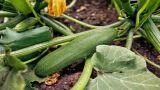 Coltivare zucchine nell’orto di casa