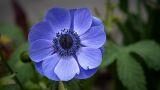 Coltivazione dell’anemone in giardino