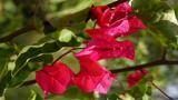 Bouganvillea