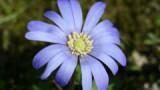 Anemone, per un giardino colorato