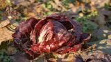 Coltivazione del radicchio nell’orto