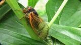 Allontanare le cicale dal giardino come fare