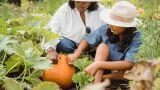 Coltivare e curare la pianta di zucca