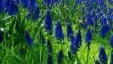 Muscari