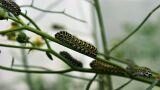 Allontanare i bruchi verdi dalle piante