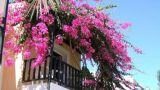 Come decorare un balcone con le piante rampicanti