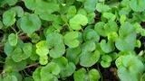 Prato decorativo, Dichondra repens