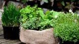 Piante aromatiche, come coltivarle tutto l’anno