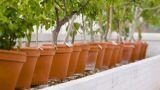 Quali alberi coltivare in vaso