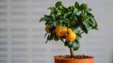 Come coltivare un albero in vaso
