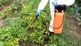 Guida alla scelta dei migliori diserbanti naturali