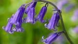Coltivazione della campanula