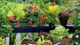 Piante e fiori da piantare a Maggio