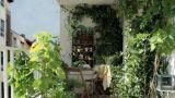 Giardino verticale fai da te: guida passo dopo passo