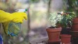 Come combattere funghi e parassiti in primavera