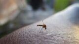 Trappole fai da te per insetti: come realizzarle in casa in modo naturale
