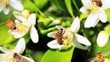 Allontanare gli insetti dal balcone con rimedi naturali