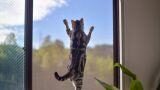 Zanzariere per gatti e animali domestici: resistenti e sicure