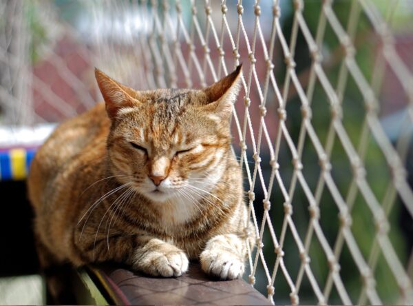 Rete anticaduta sul balcone in condominio: si può installare liberamente o serve l’autorizzazione dell’assemblea?