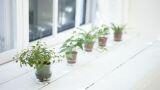 Davanzali interni in inverno: idee per sfruttarli con piante, luci e piccoli appoggi