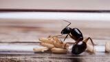 Formiche in casa a primavera: da dove arrivano davvero e come fermarle all’origine