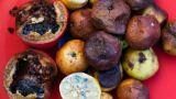 Frutta che matura troppo velocemente in cucina: errori comuni con il cambio di stagione